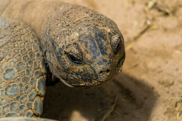 Obraz premium Tortue géante.