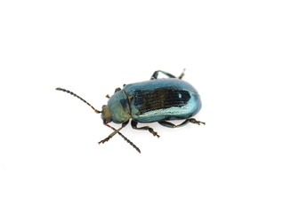 Blue willow beetle phratora vulgatissima isolated on white background