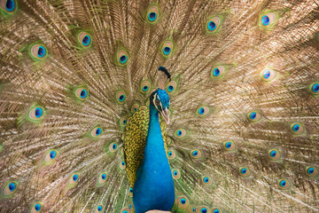 Fototapeta premium Photos of peacocks showing beautiful feathers.
