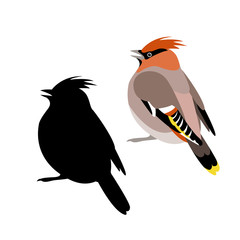 waxwings vector illustration style Flat black silhouette