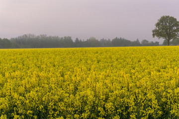 Obraz premium Rape field at sunrise, fog and dark clouds