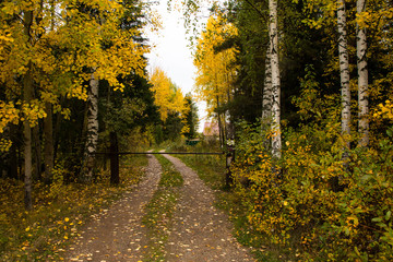 A small road in the forest in autumn day