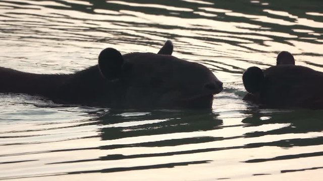 Backlit of Tapir baby and mom in a pond, Corcovado, Costa Rica