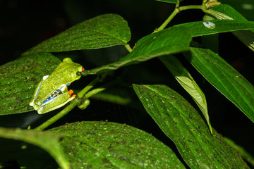 Red-eyed Tree Frog closeup Agalychnis callidryas by night in Costa Rica
