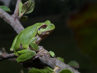 Italian tree frog (Hyla intermedia) climbing on the leaf of a bush or a tree

