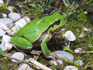 Italian tree frog (Hyla intermedia) wandering on the underbrush or meadow
