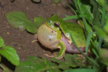 Male of Italian tree frog (Hyla intermedia) calling with vocal sac during the breedin season near a water pond
