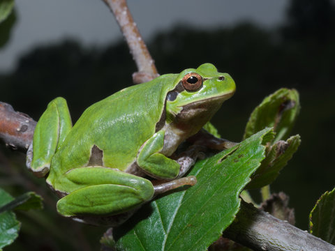 Italian tree frog (Hyla intermedia) climbing on the leaf of a bush or a tree
