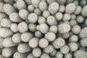 Nature background of cacti