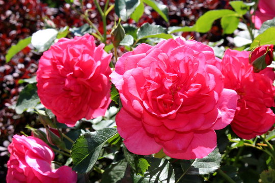  красивый красная роза в саду на размытом фоне       