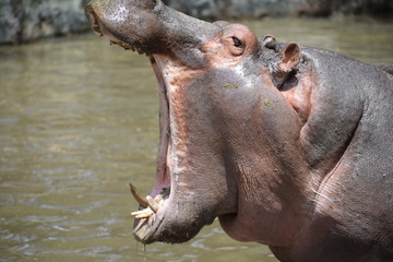 hippopotamus