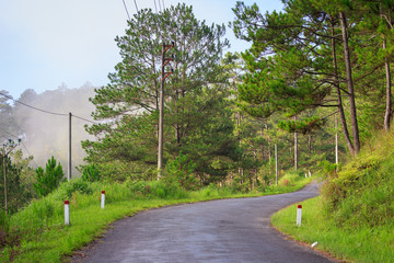 A street in early morning fog, Da Lat, Lam Dong, Vietnam. Da Lat is one of the beautiful and the famous city in Viet Nam.