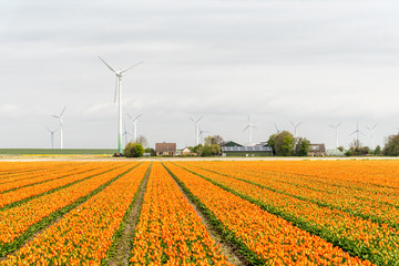 Fototapeta na wymiar Windmills on the tulip field