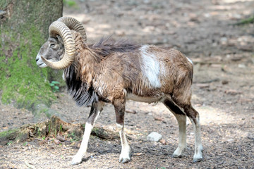 Europäischer Mufflon - Ovis gmelini