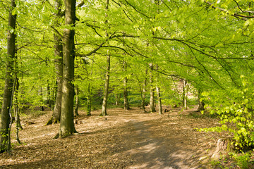 Early Danish Springtime Forest