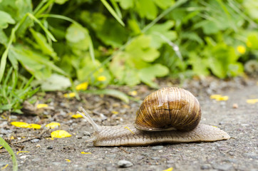 Weinbergschnecke