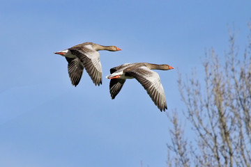 Gans - Anser anser