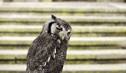 Naklejka premium Owl on display