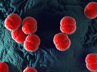 Neisseria meningitidis or meningococcus bacterium. Can cause meningitis or meningococcal disease.