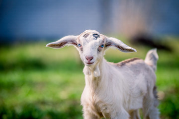 Beautiful little goat with blue eyes posing for portrait