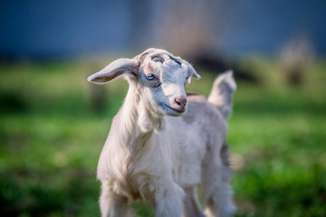 Beautiful little goat with blue eyes posing for portrait
