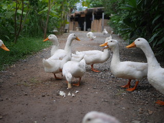 White geese standing on the rural road