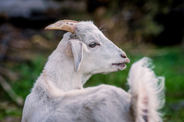 Naklejka premium Beautiful little goat posing for portrait