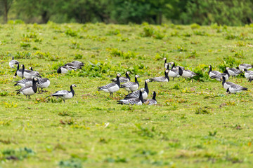 Group of barnacle geese