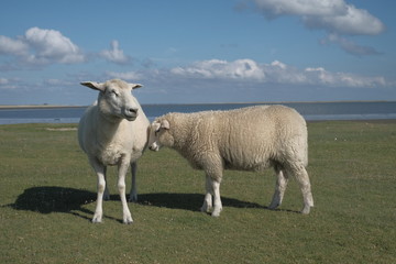Schafe auf Sylt