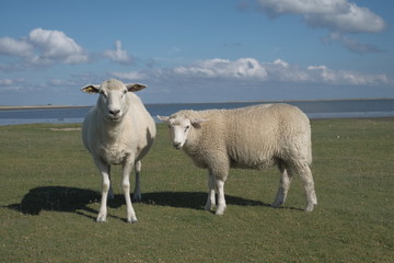 Schafe auf Sylt