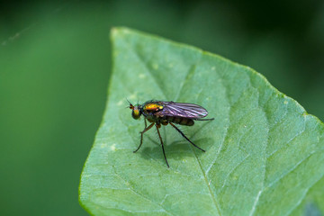 Langbeinfliege auf einem Blatt