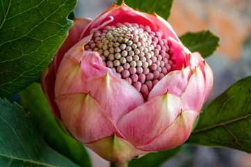 Very decorative Pink bud Waratah