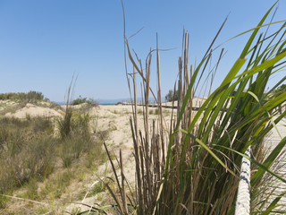 Beach in the Delta of Ebro. The Ebro Delta National Park is located at the mouth of the Ebro river in the province of Tarragona, Catalonia, Spain.