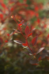 Red plant