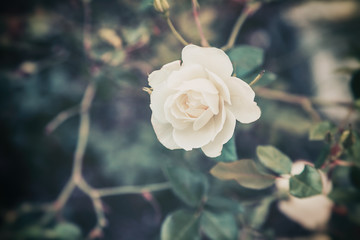 Beautiful white garden rose, a picture from above, an image with a retro tone