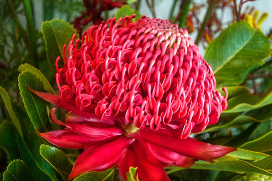 Red Waratah - Australian Native Flower