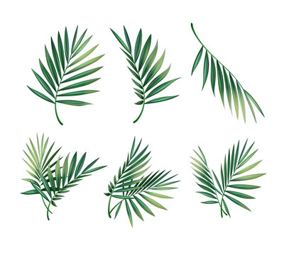 Set of palm leaves