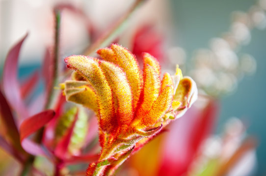 Australian Kangaroo Paw flower in a stunning display at the spring festival in Blue Mountains 