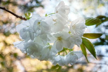 Backlit delicate white flowers on a dappled bokeh garden light background.