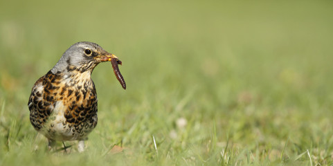 Early bird fieldfare, Turdus pilaris, on the grass in the park catching a worm. 
