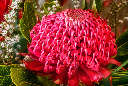 Impressive unusually large red Waratah bloom at the Waratah Festival in the Blue Mountains, Australia.