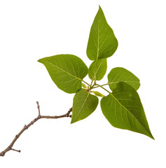 A branch of a lilac bush with young green leaves. Isolated on white background