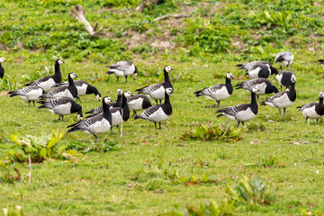 Group of barnacle geese