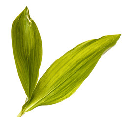 Green leaves of lily of the valley flowers. Isolated on white background