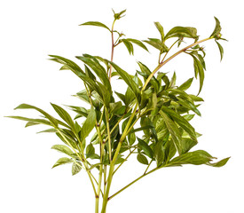 Green sprouts of peony flowers. Isolated on white background