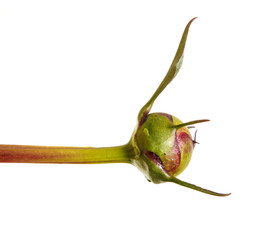 Green sprouts of peony flowers. Isolated on white background