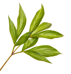 Obraz premium Green sprouts of peony flowers. Isolated on white background