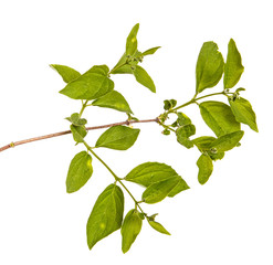 Branch of a jasmine bush with green leaves. Isolated on white background