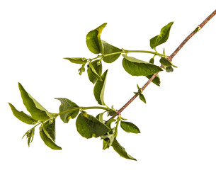 Branch of a jasmine bush with green leaves. Isolated on white background