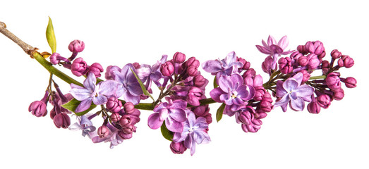 Fototapeta na wymiar Blooming lilac flowers. Isolated on white background